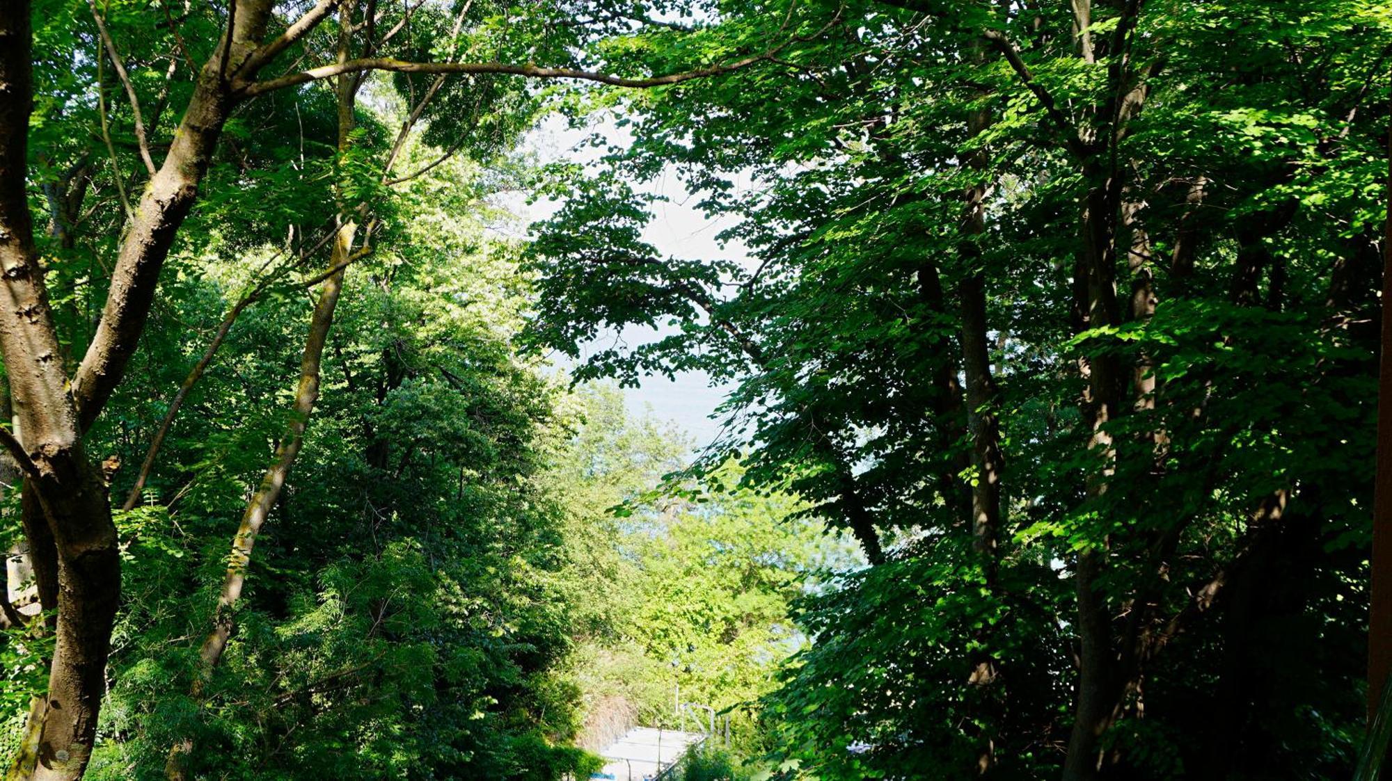 Бяла Клиф Форест - Byala Cliff Forest Екстериор снимка